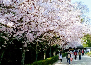 栗林公園の桜の写真